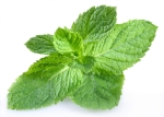 mint; objects on white background